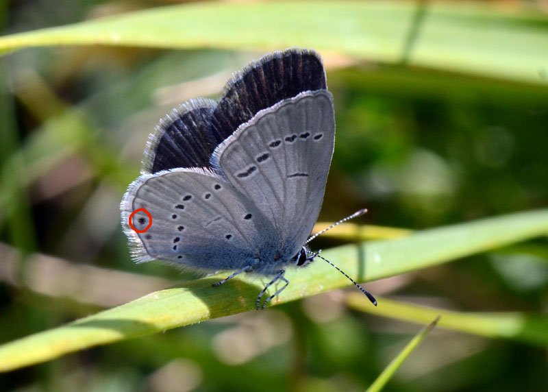 Licenide da identificare